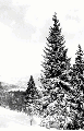 sleeping tree